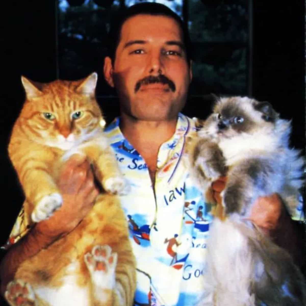freddie holding his cats