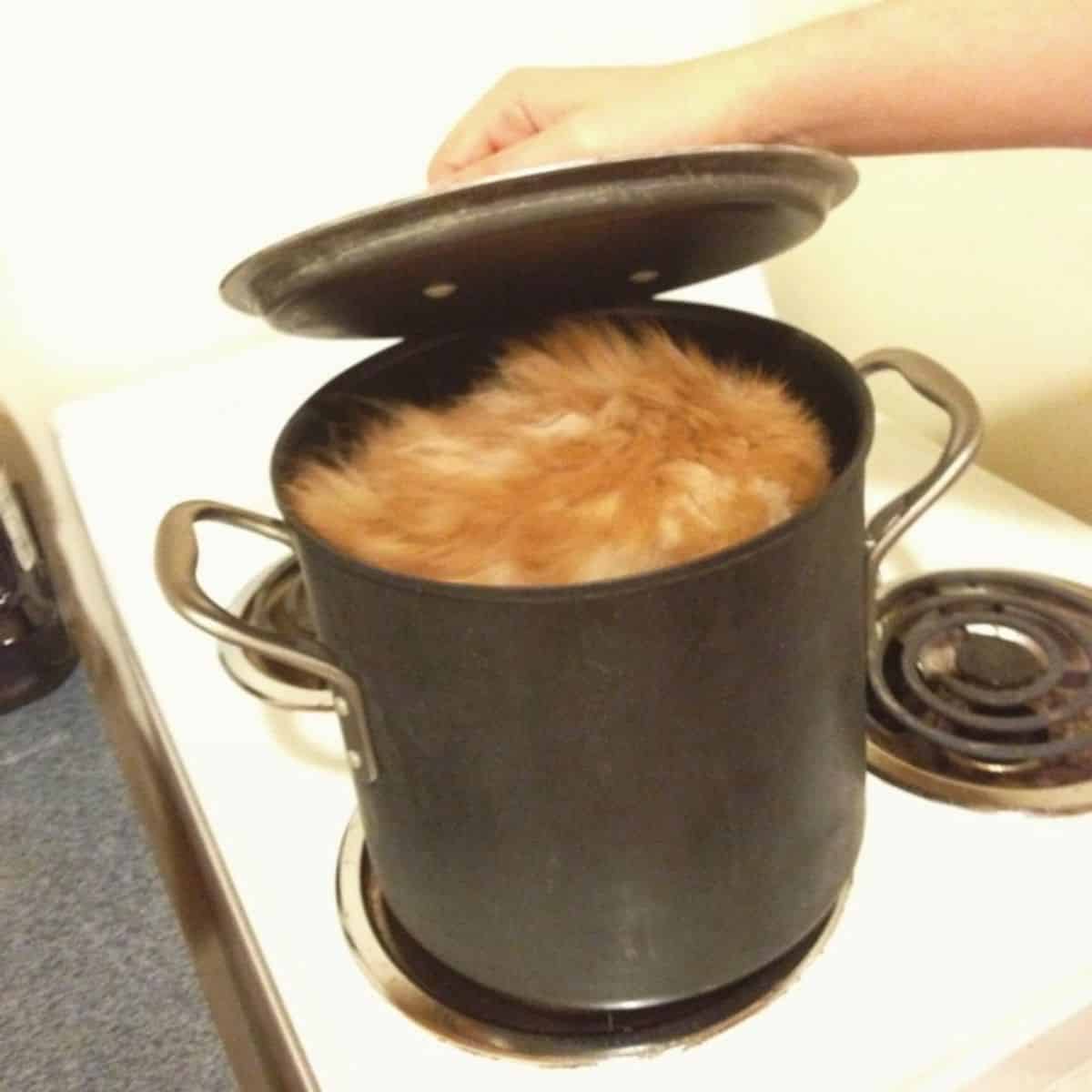 ginger cat in a black pot