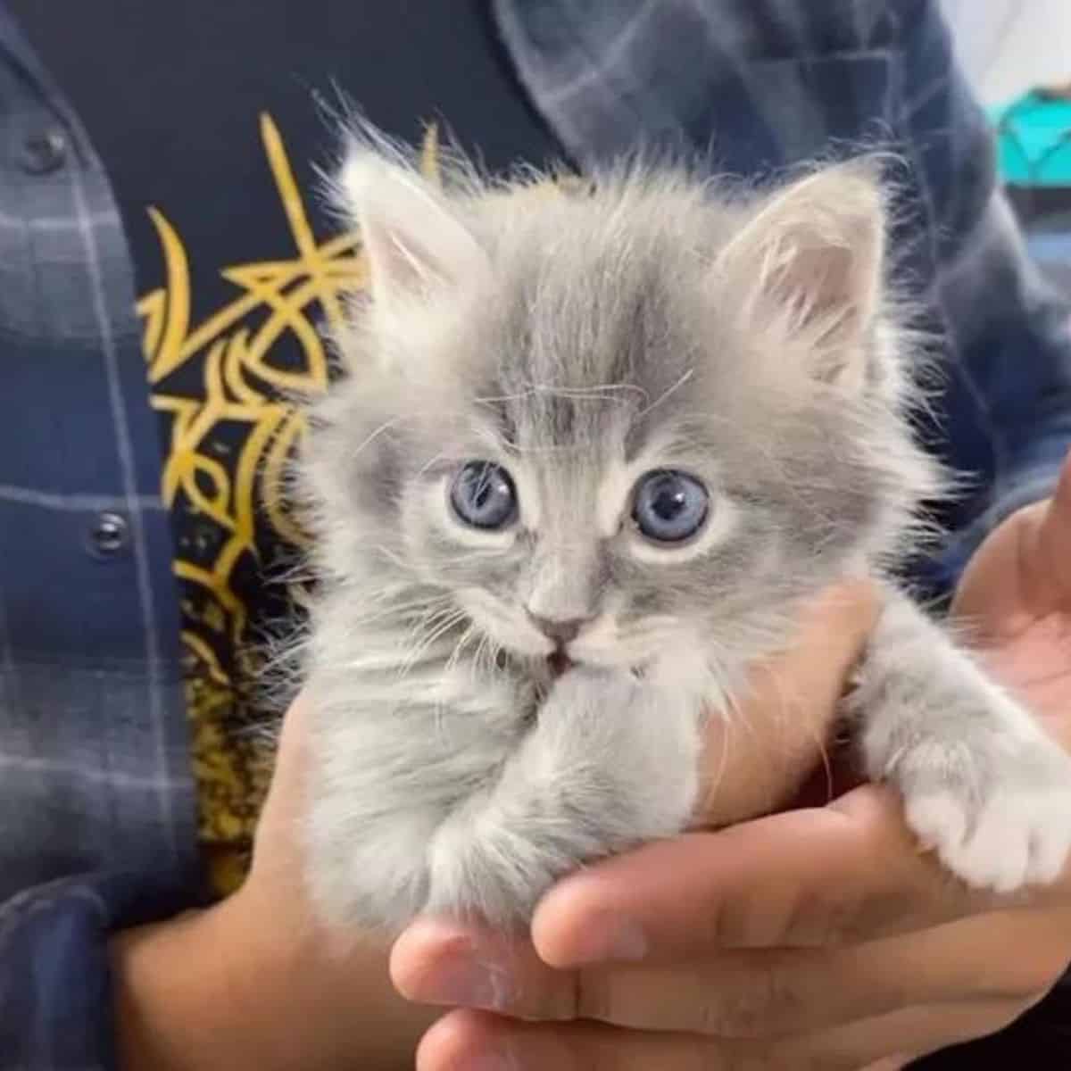 grey fluffy kitten