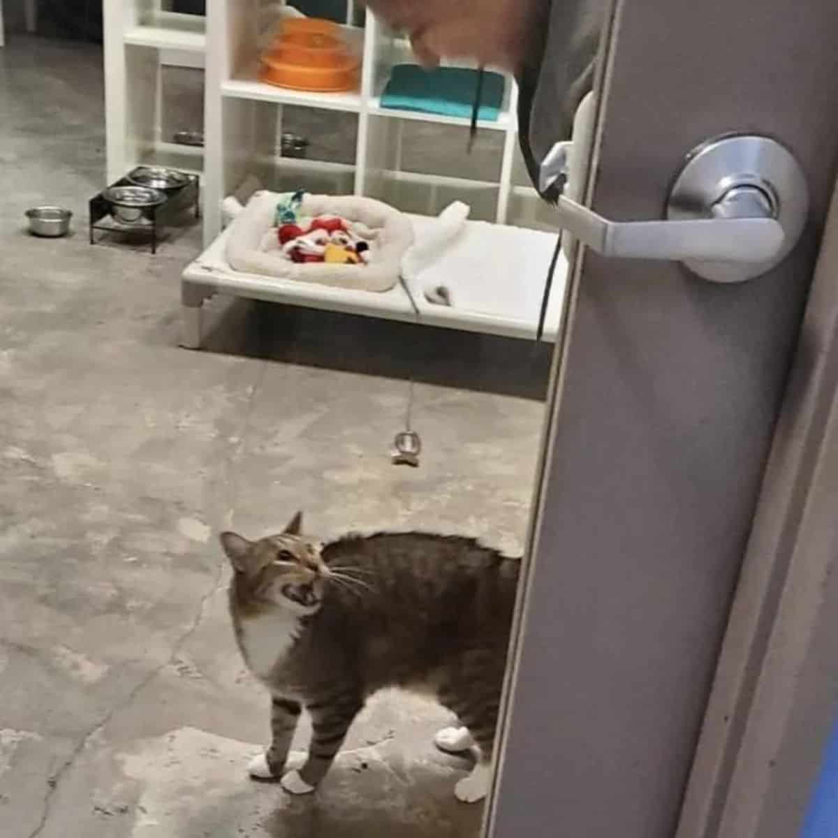 grumpy cat looking at the staff member