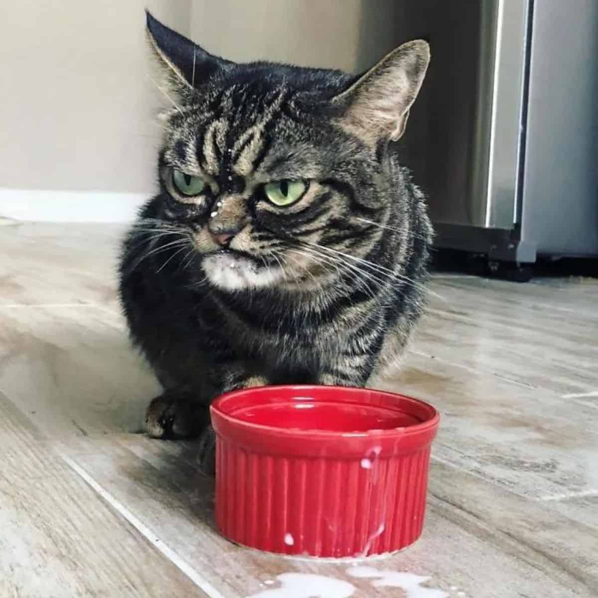 grumpy cat next to a red bowl