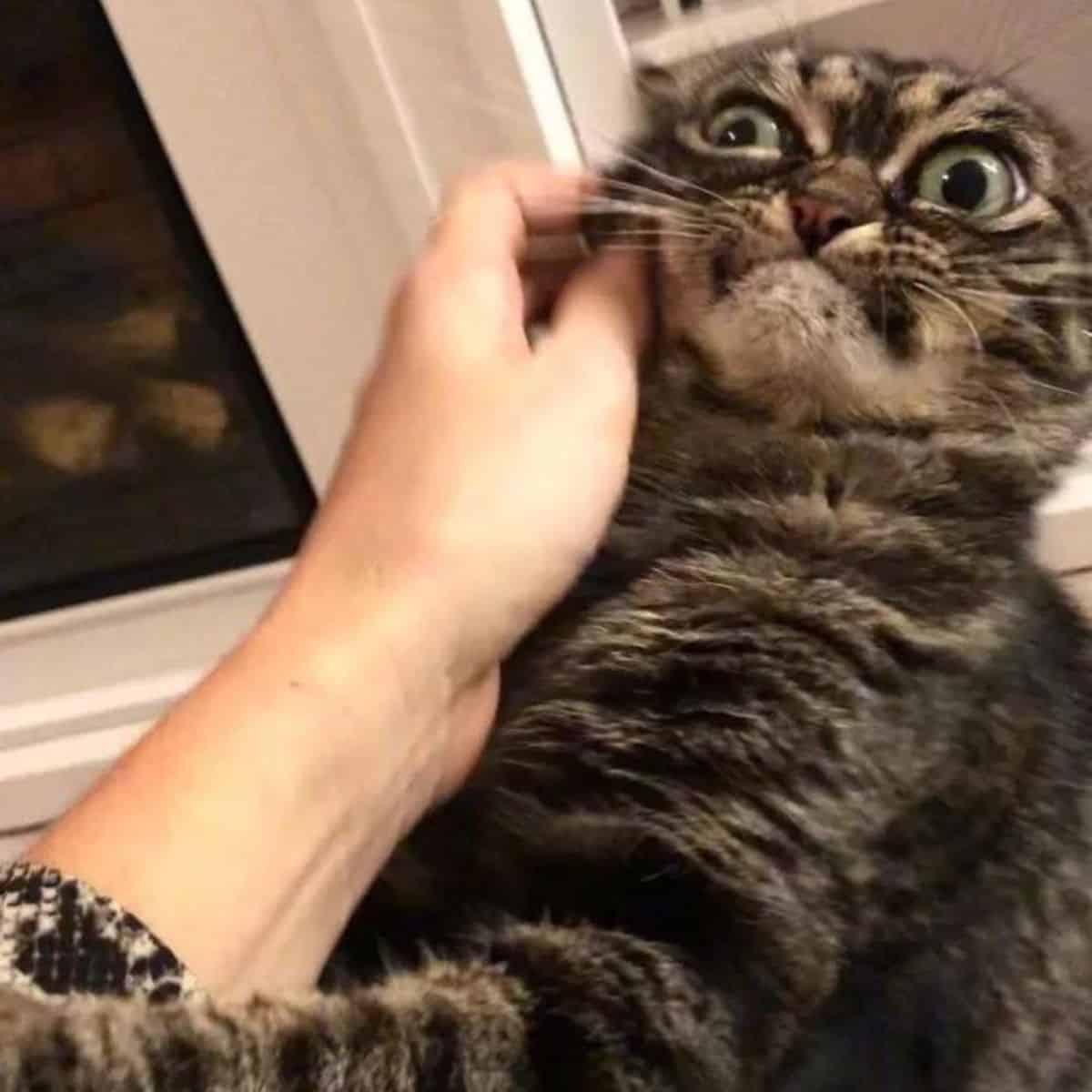 hand petting the grumpy cat