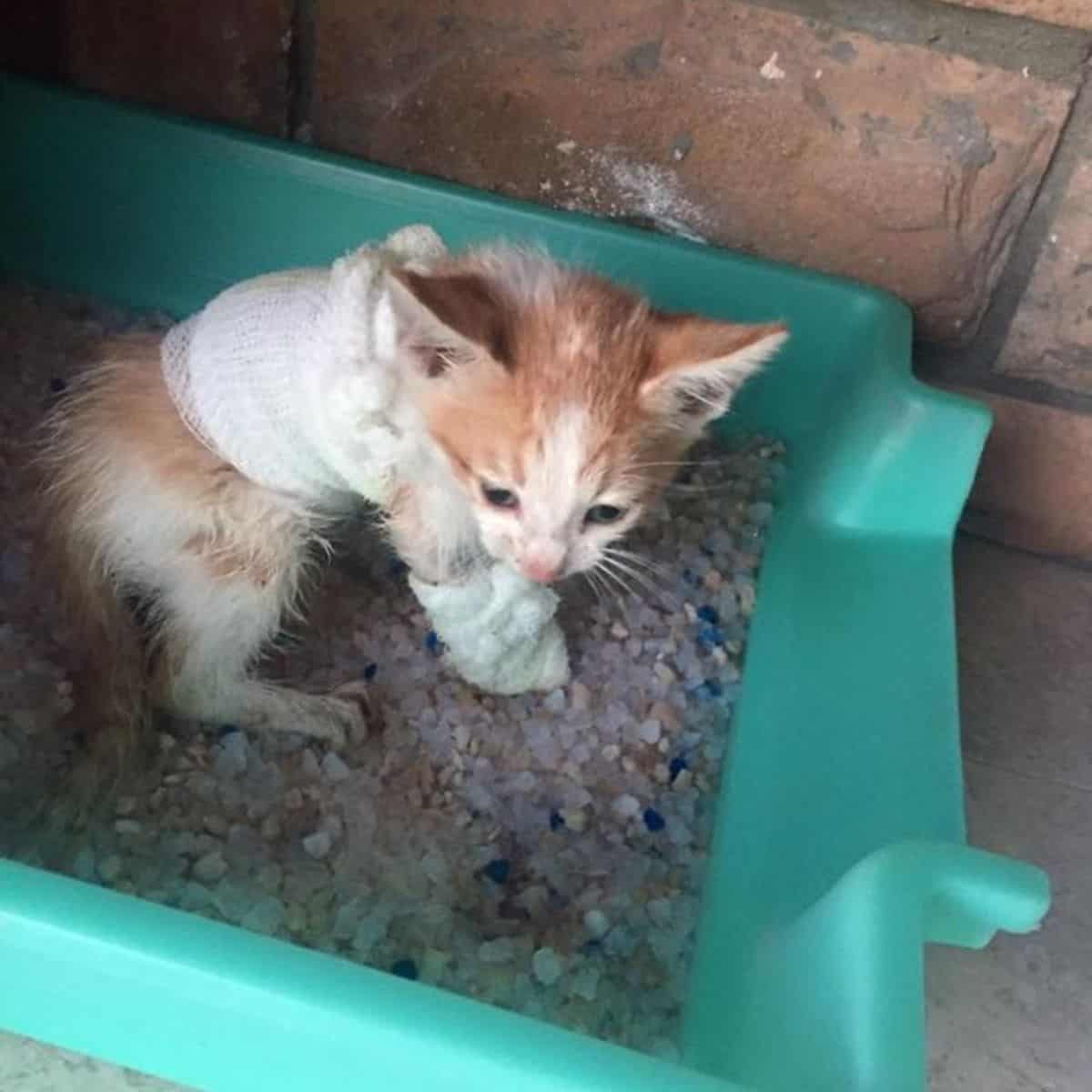 hurt kitten in a litter box