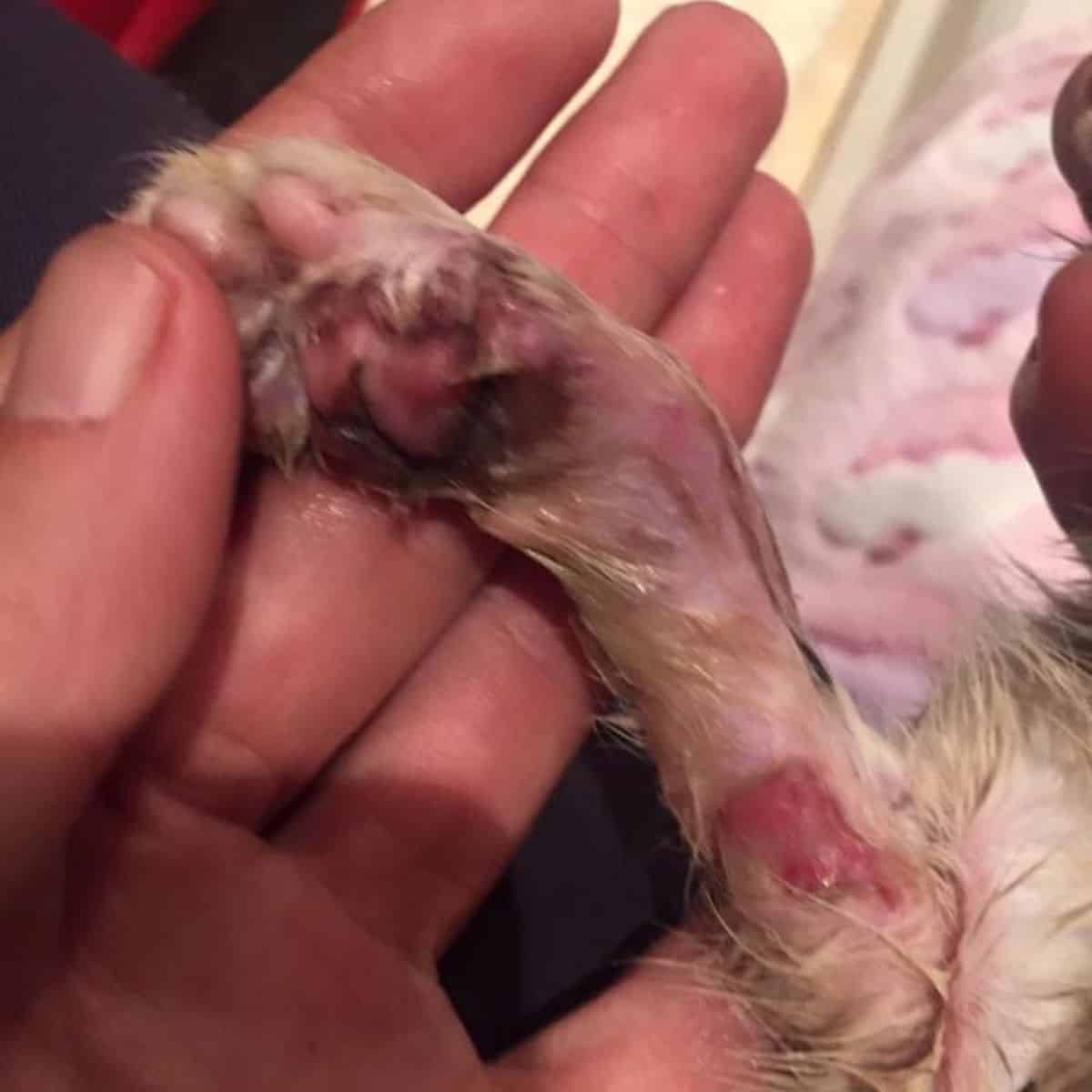 hurt kitten's paw