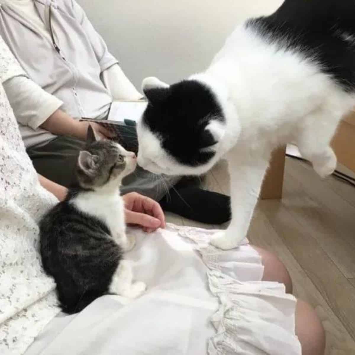 kitten and cat kissing