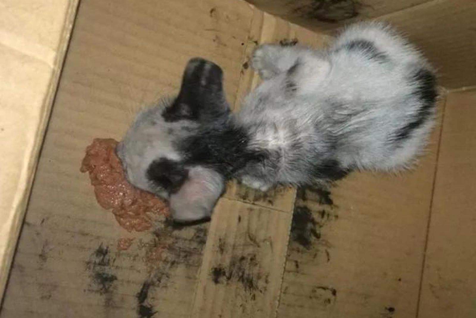 kitten eats food from a cardboard box