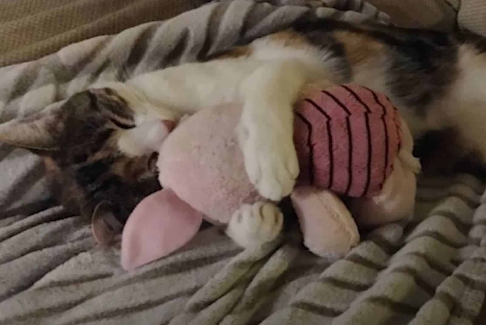 kitten sleeping with toy