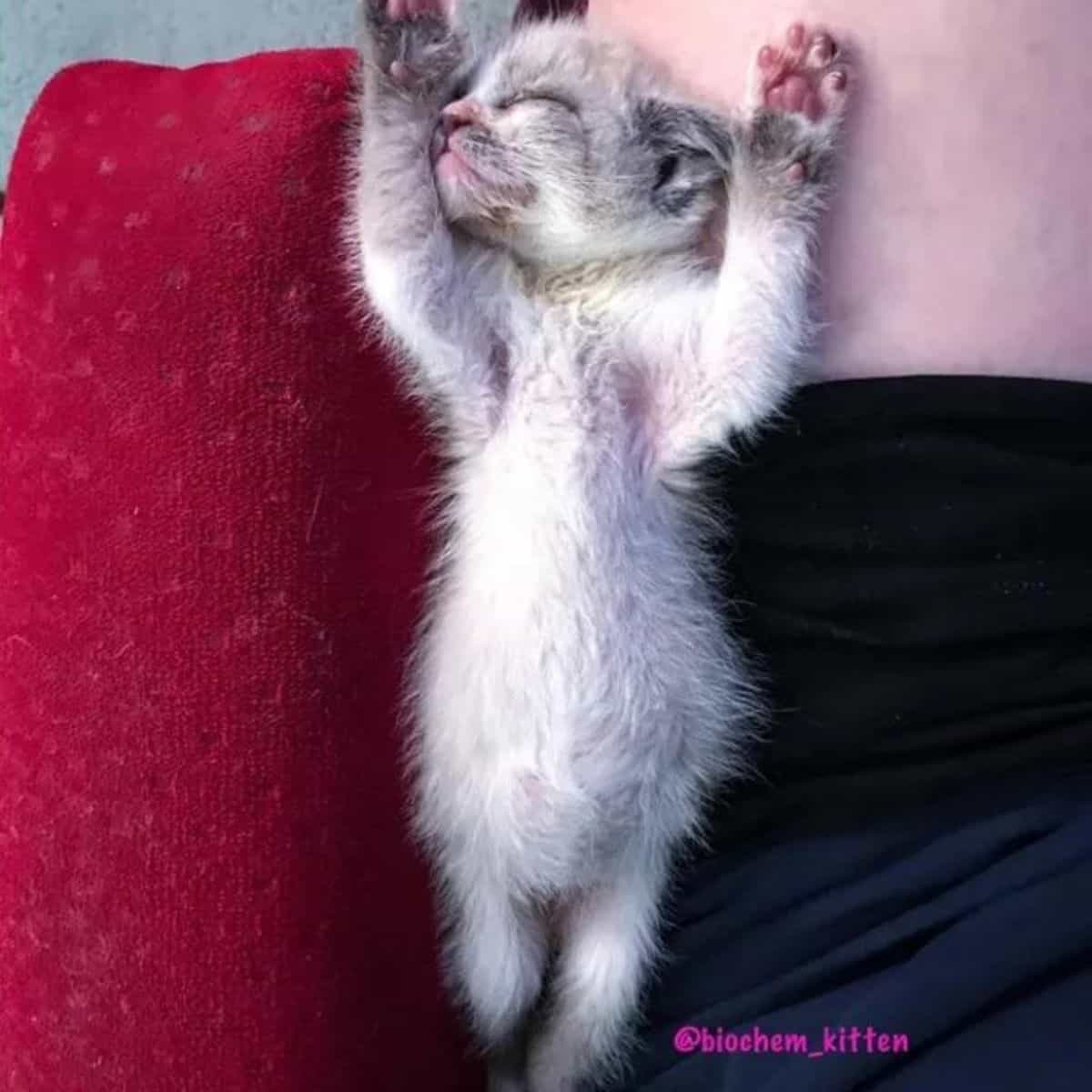 kitten stretched out sleeping