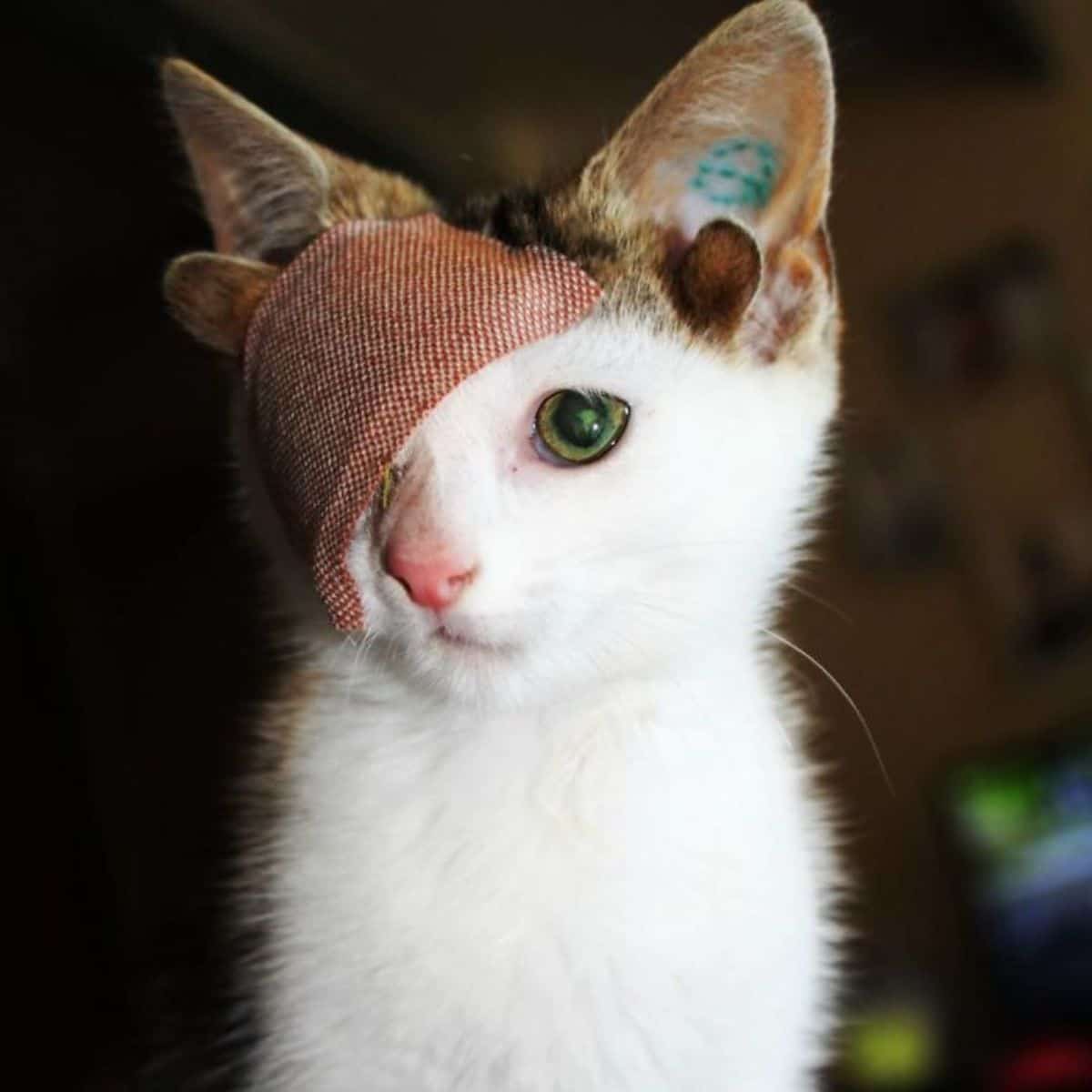 kitten with a blindfold