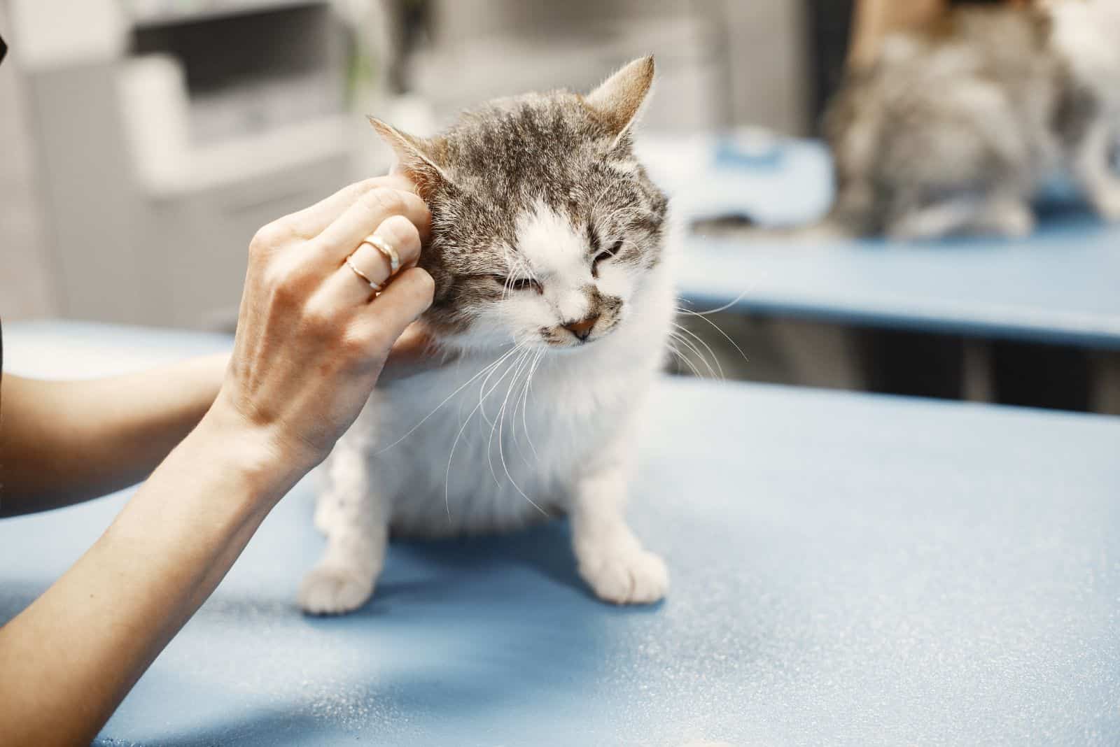 kitten with vet