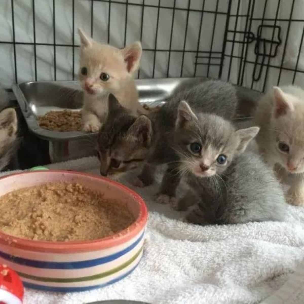 kittens with food