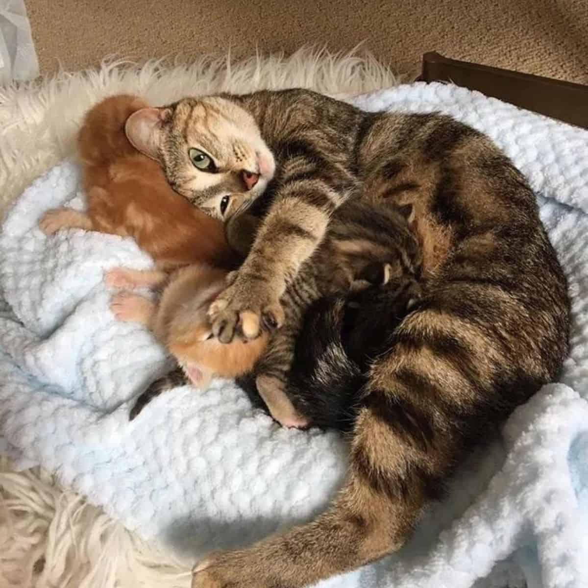 mother cat playing with kittens