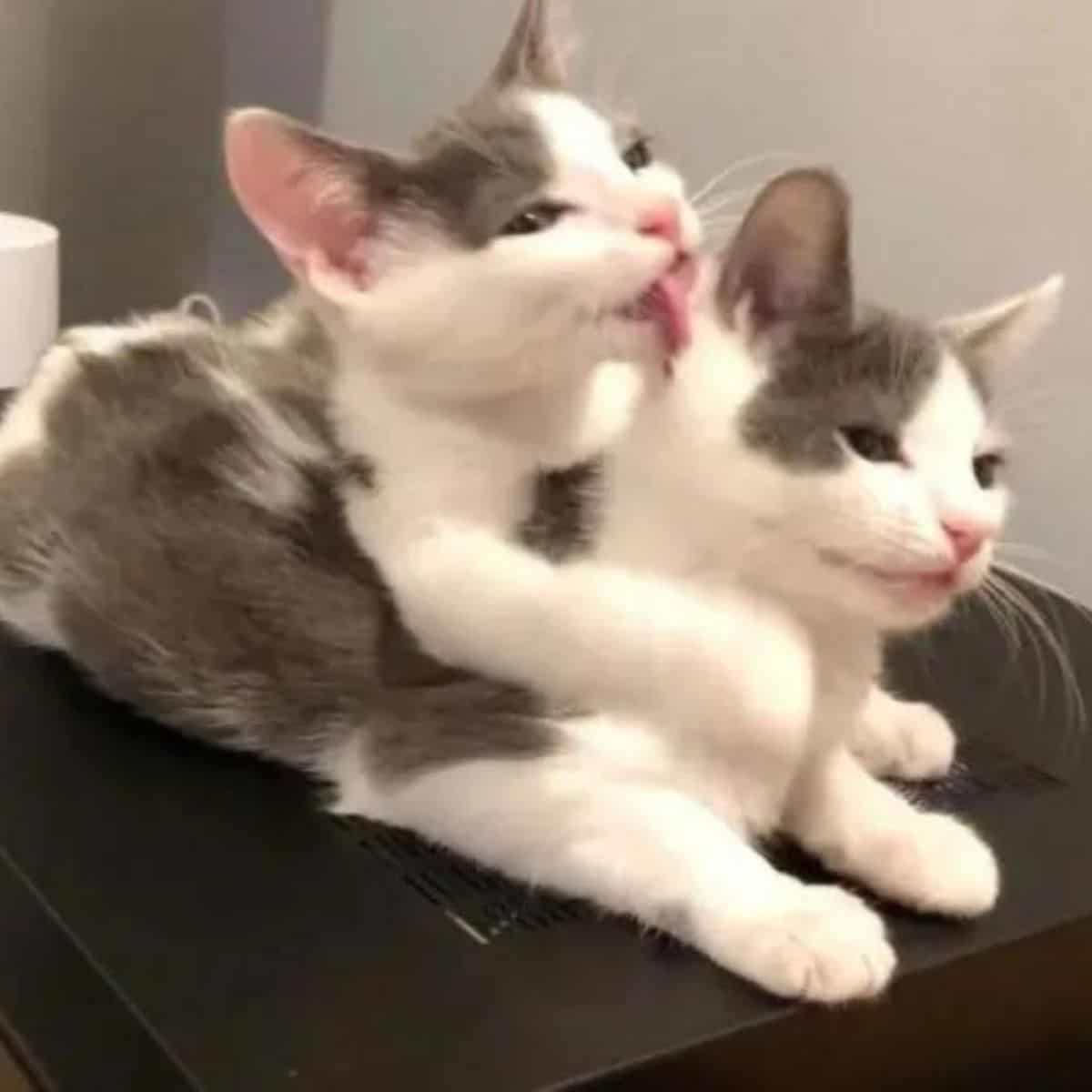 one kitten licks another