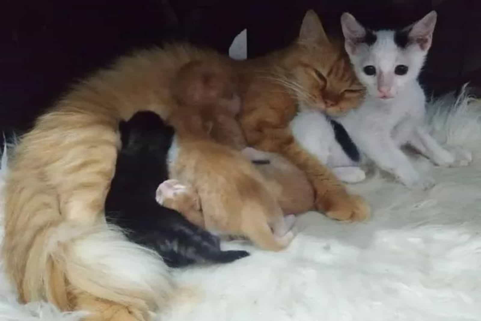 orphaned kittens with other kittens