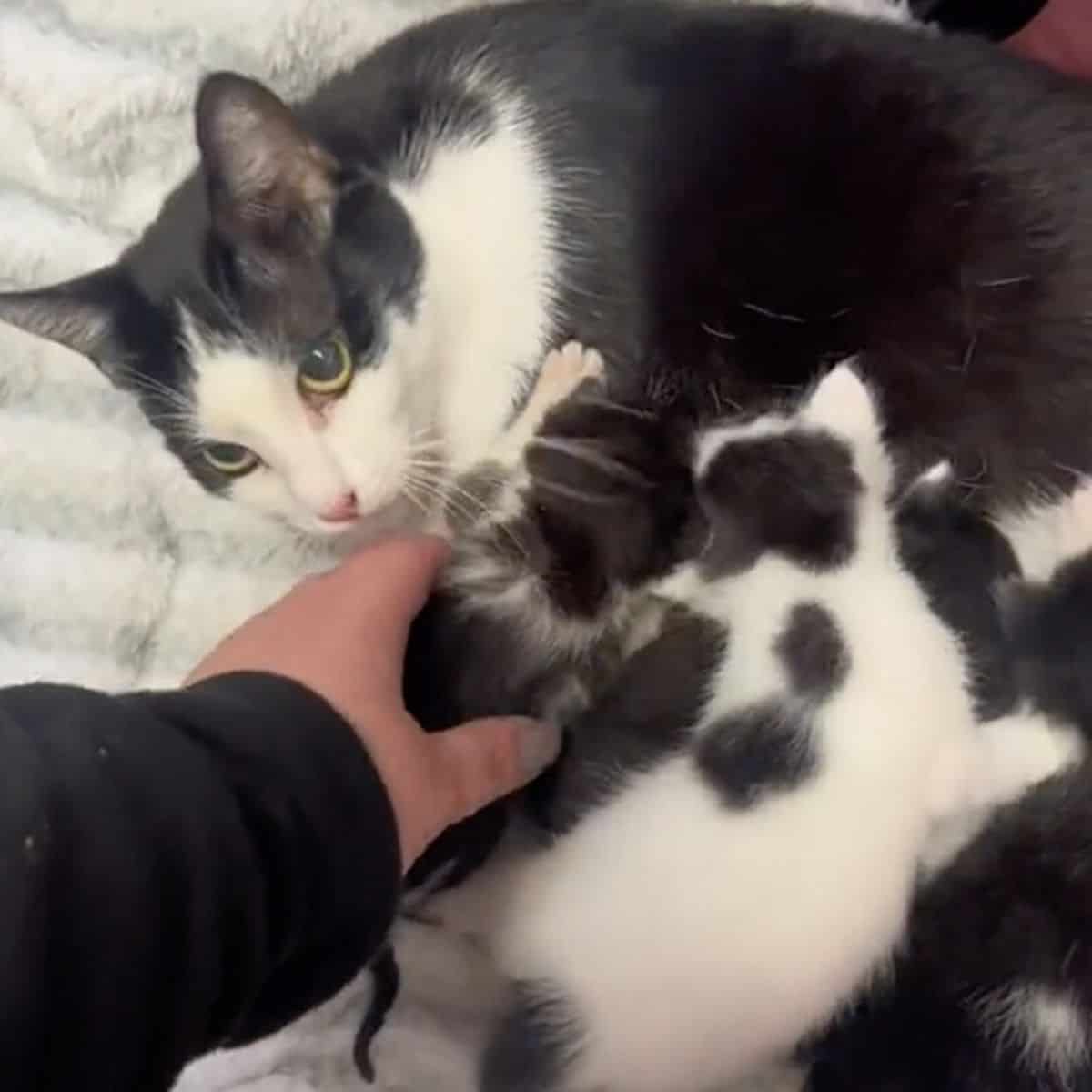 owner petting cat and her kittens