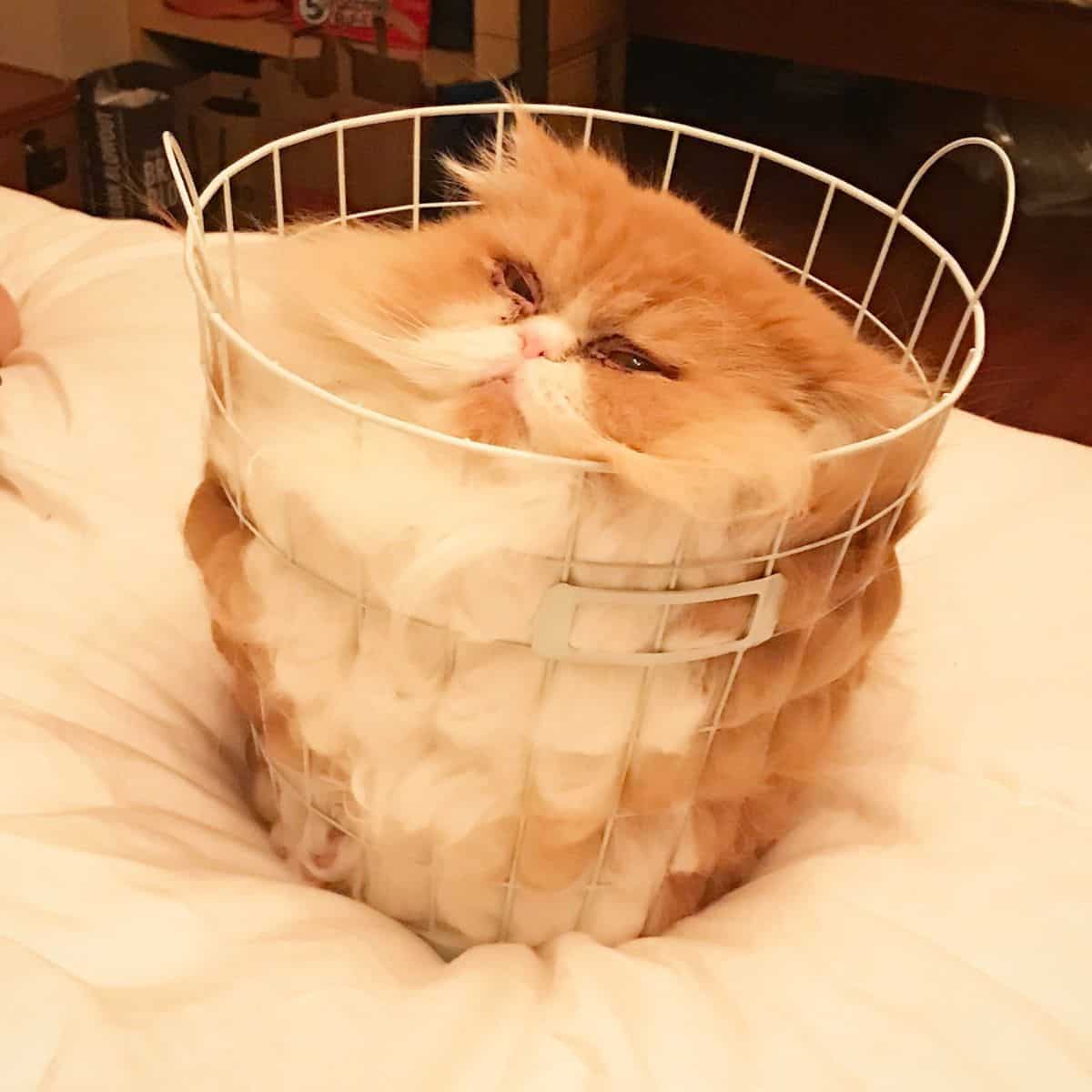 photo of a cat in a basket