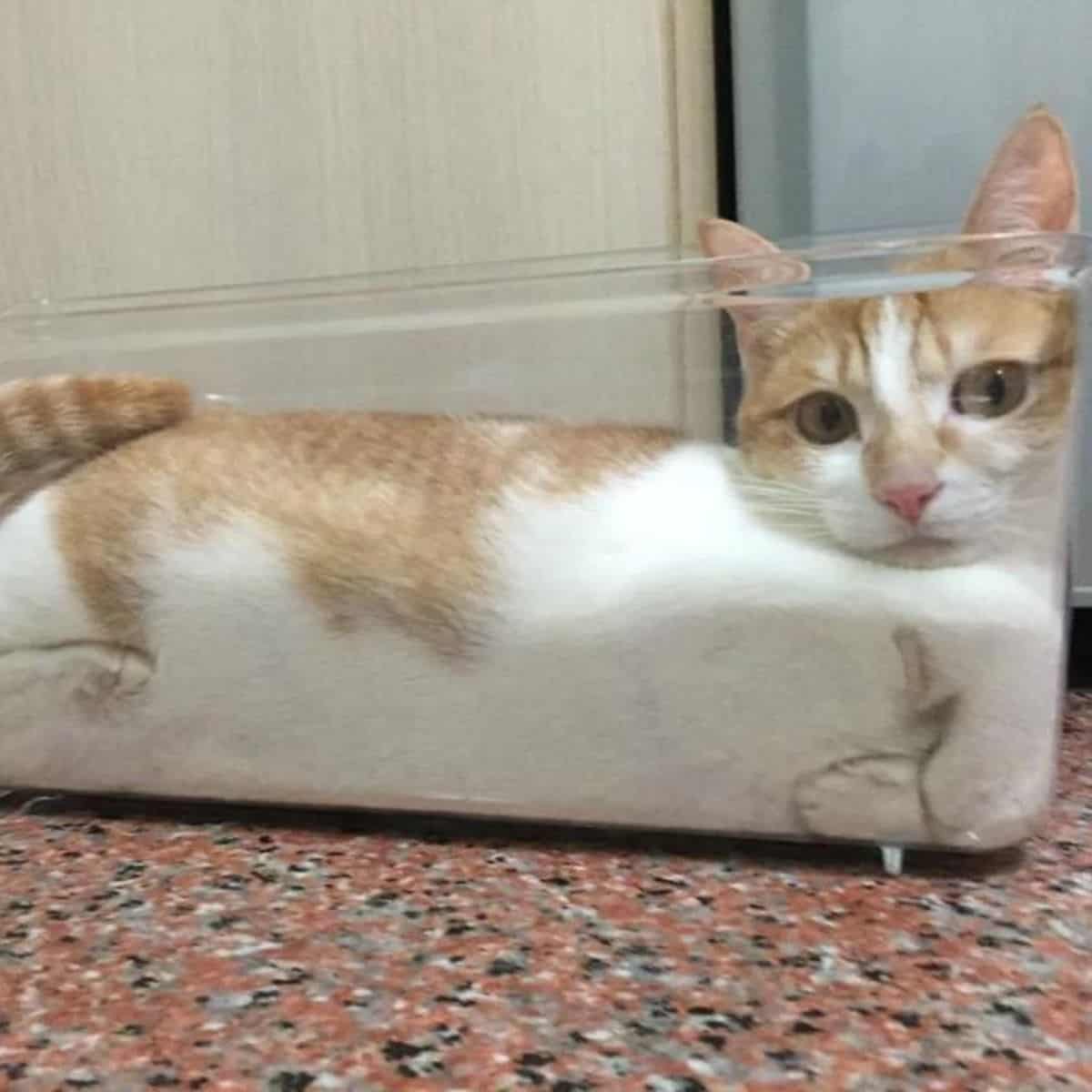 photo of a cat lying in a plastic dish