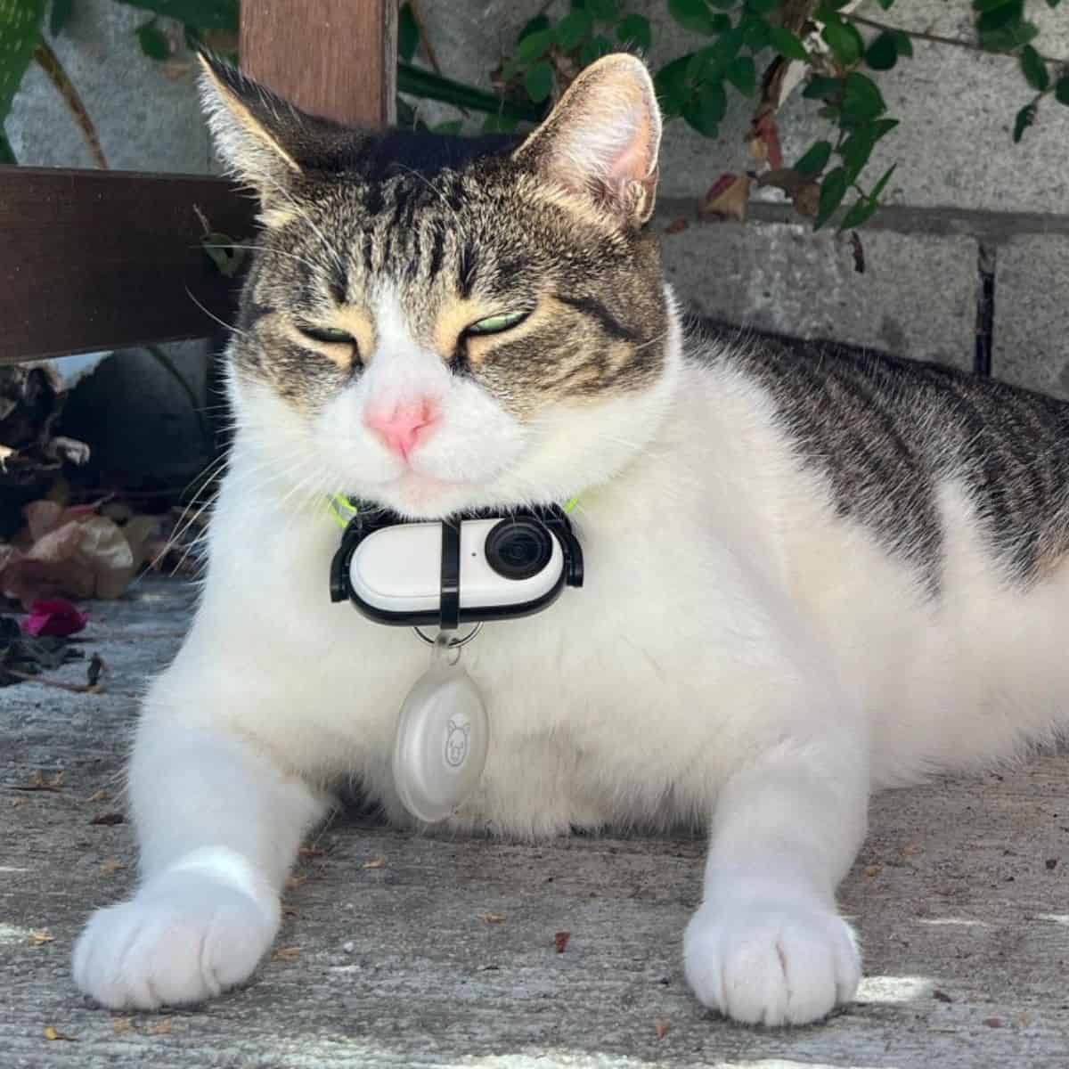 photo of cat china lying with a body camera around her neck