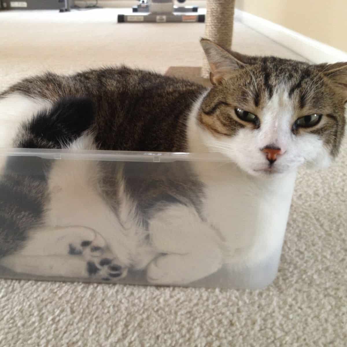 photo of cat in a plastic container looking at the camera