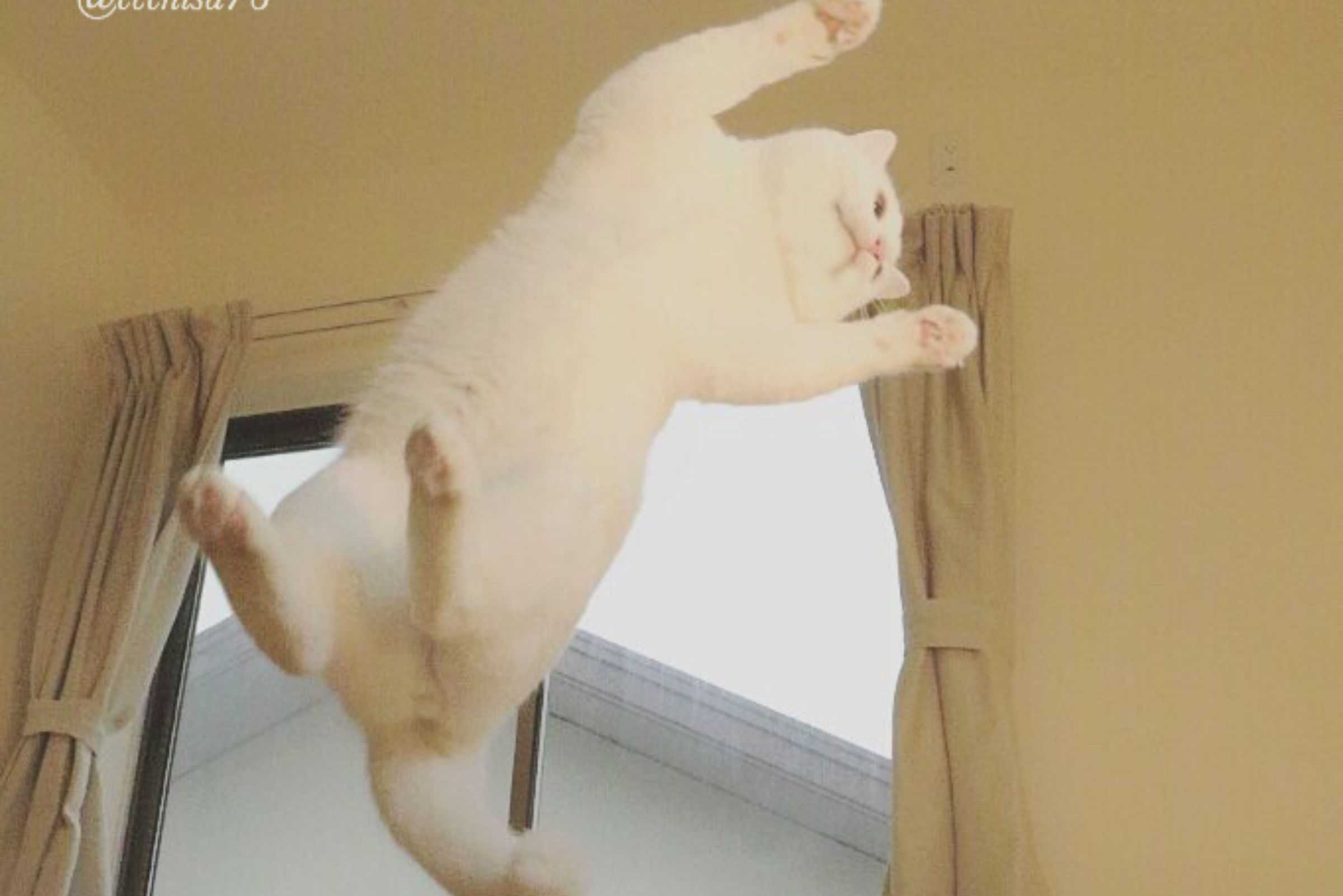 photo of cat in air, jumping