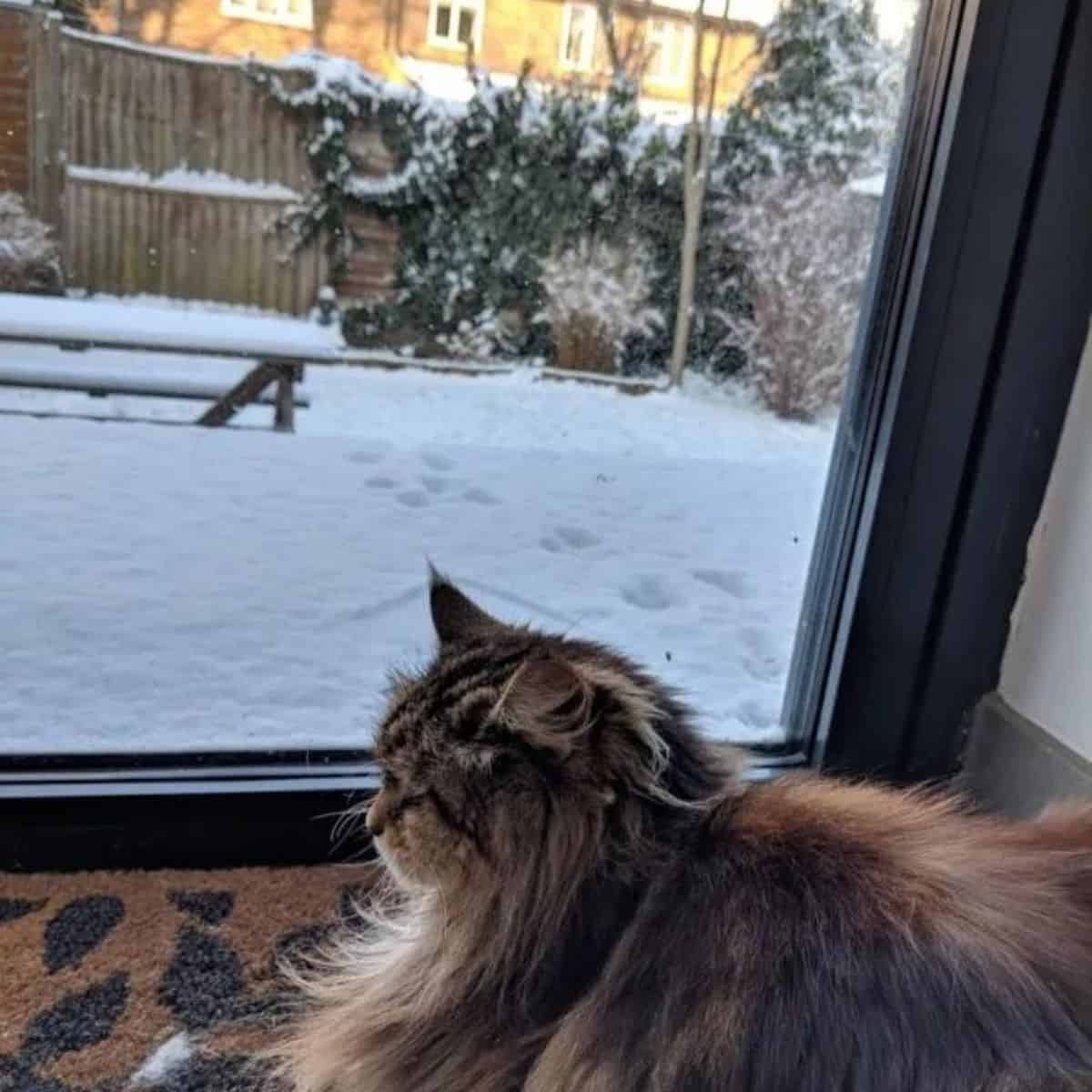 photo of cat lying by the window and looking outside
