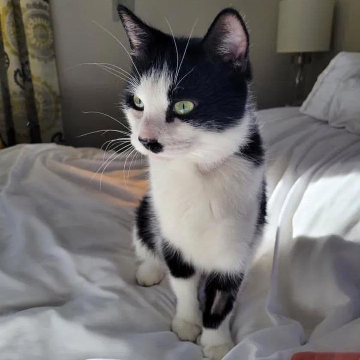 photo of cat oreo sitting on bed
