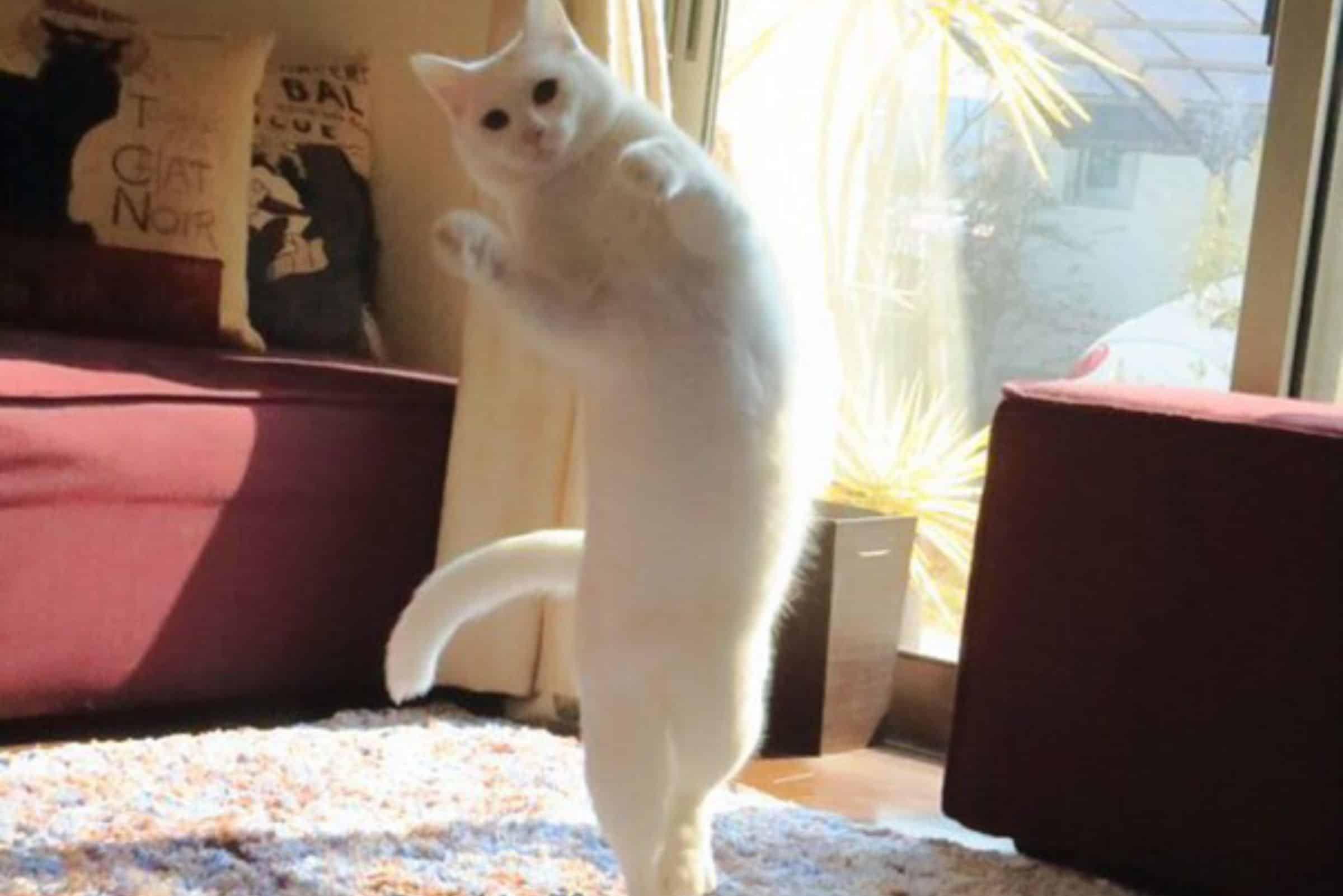 photo of cat standing on hind legs