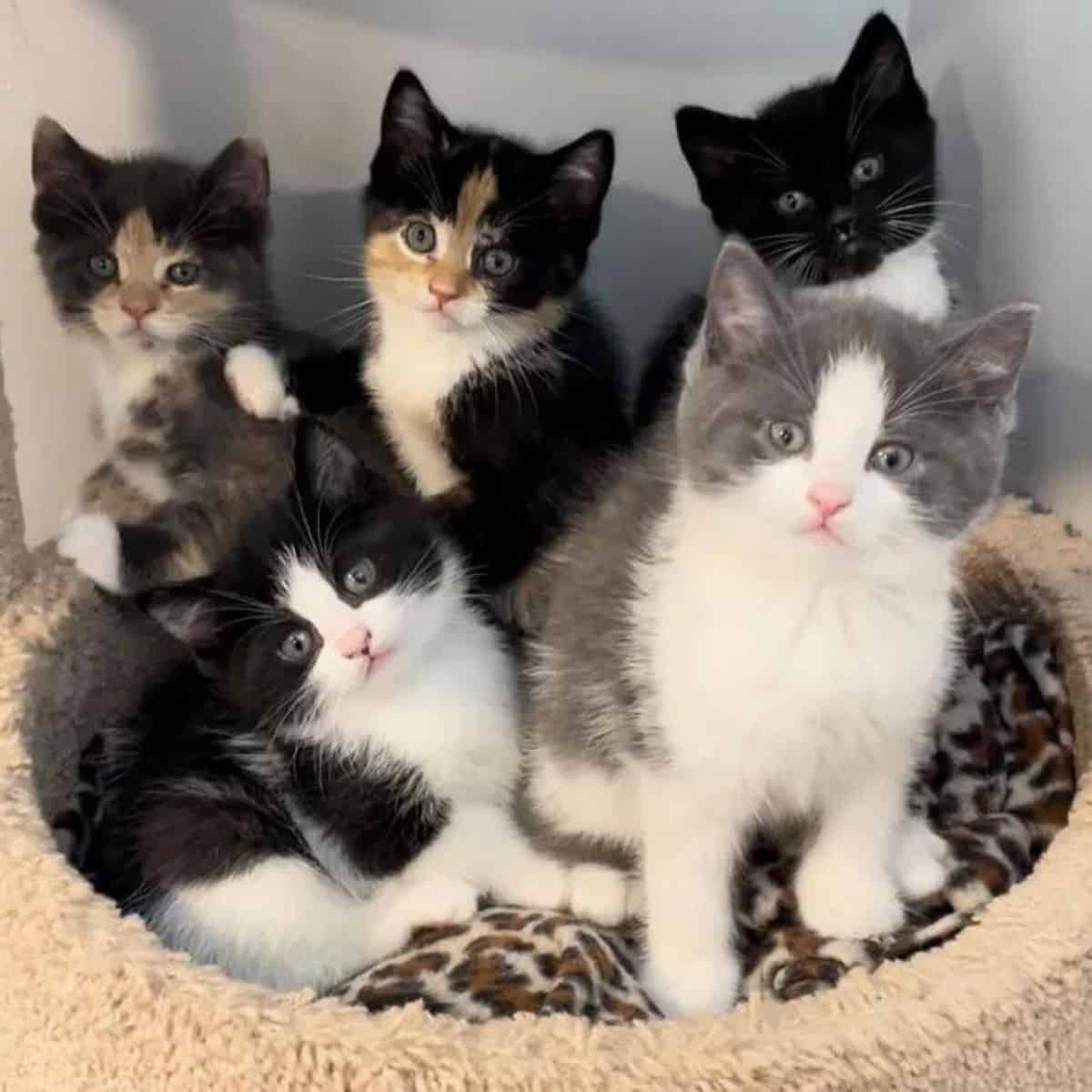 photo of stray kittens