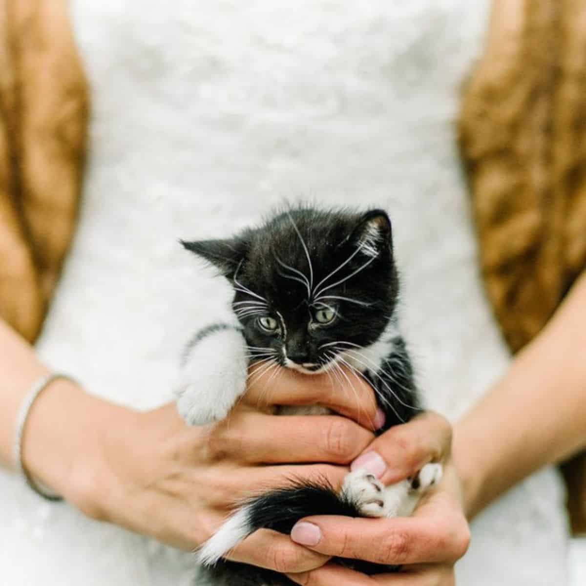 photo of the bride holding a cat