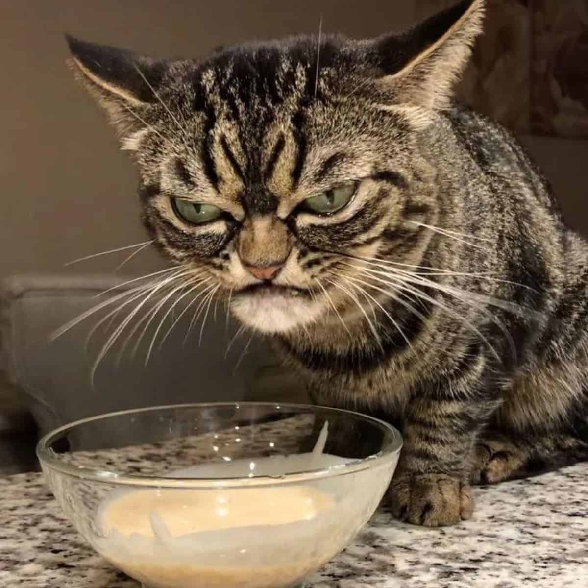 photo of the grumpy cat by a bowl