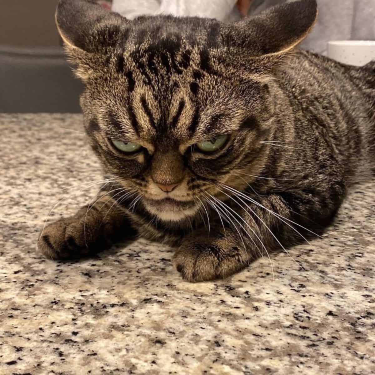 photo of the grumpy cat lying down