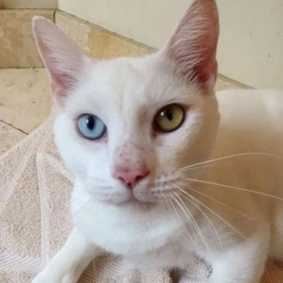 portrait of a cat with different eye color