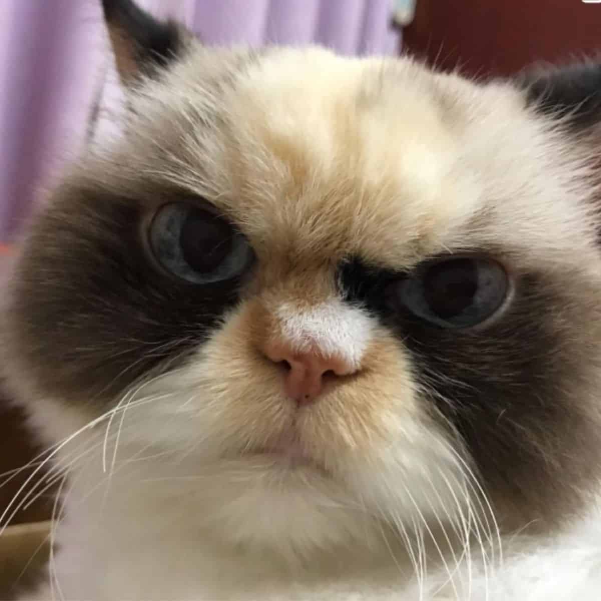 portrait of a grumpy cat