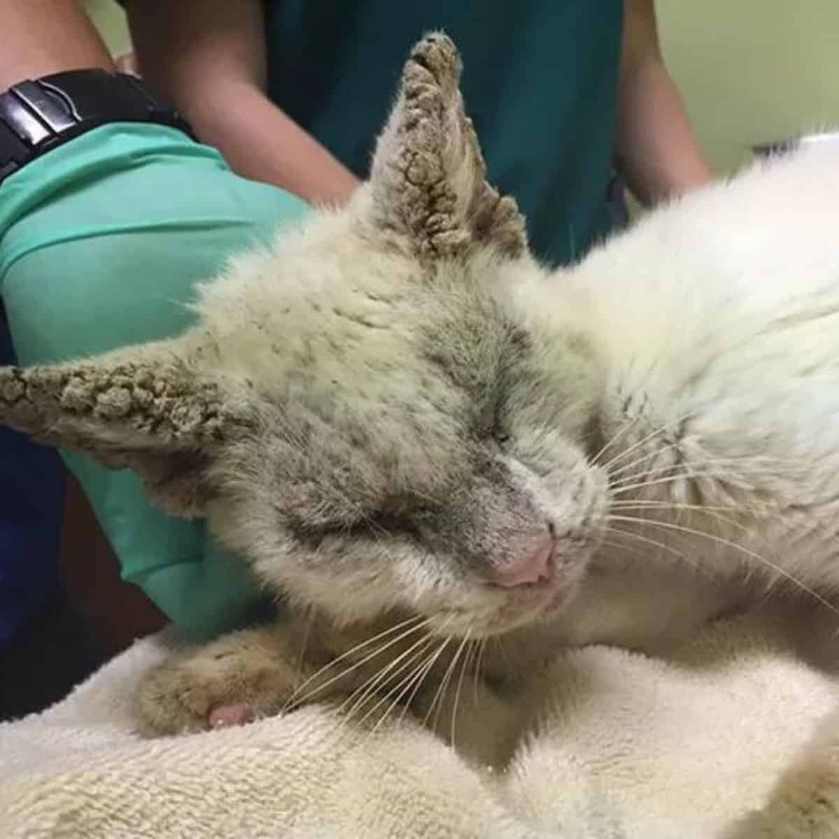 rescue cat at the veterinarian's examination