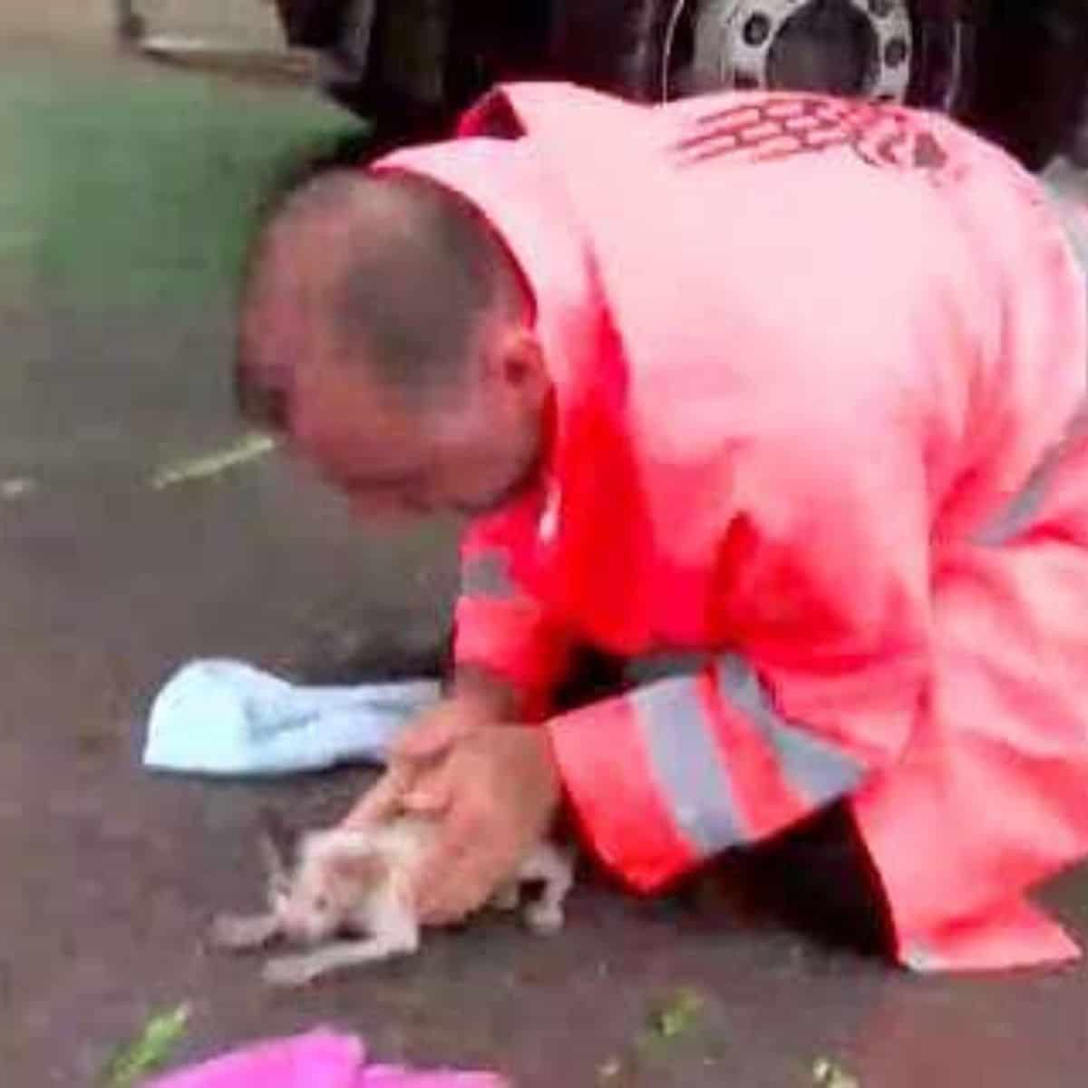 road worker helping a kitten