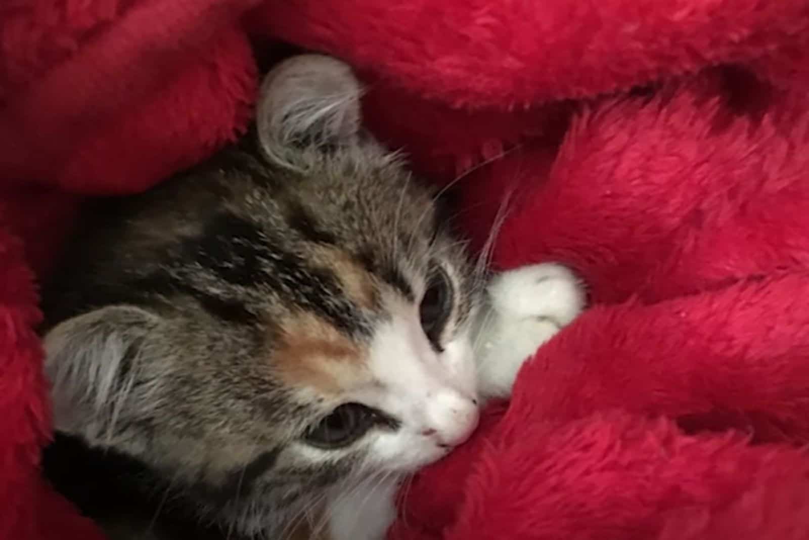 snuggled kitten