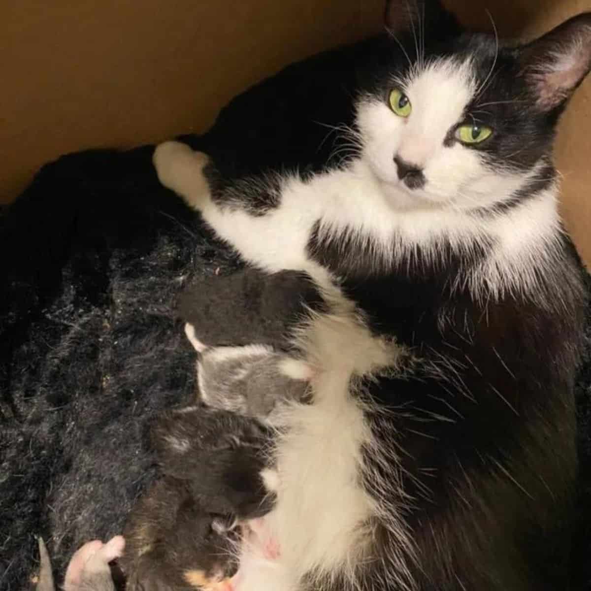 stray cat lying and feeding the kittens