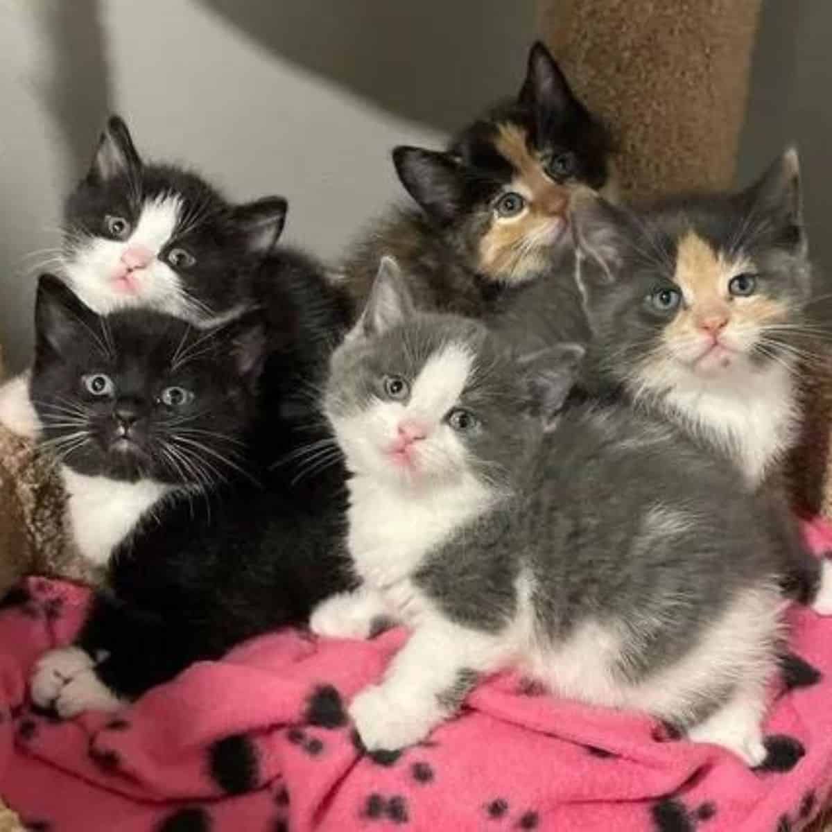 stray kittens on a pink blanket