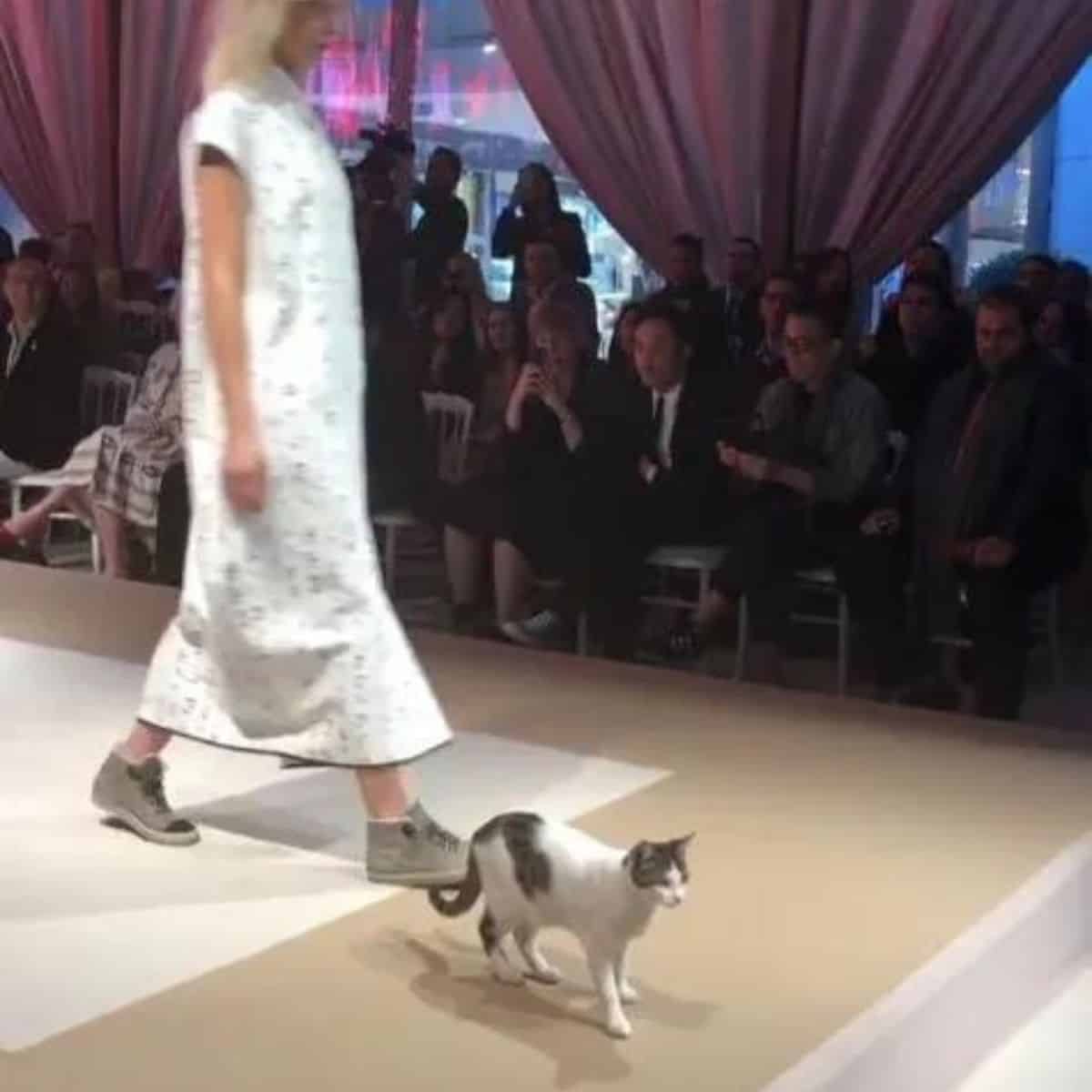 suddenly the cat ran into the fashion show
