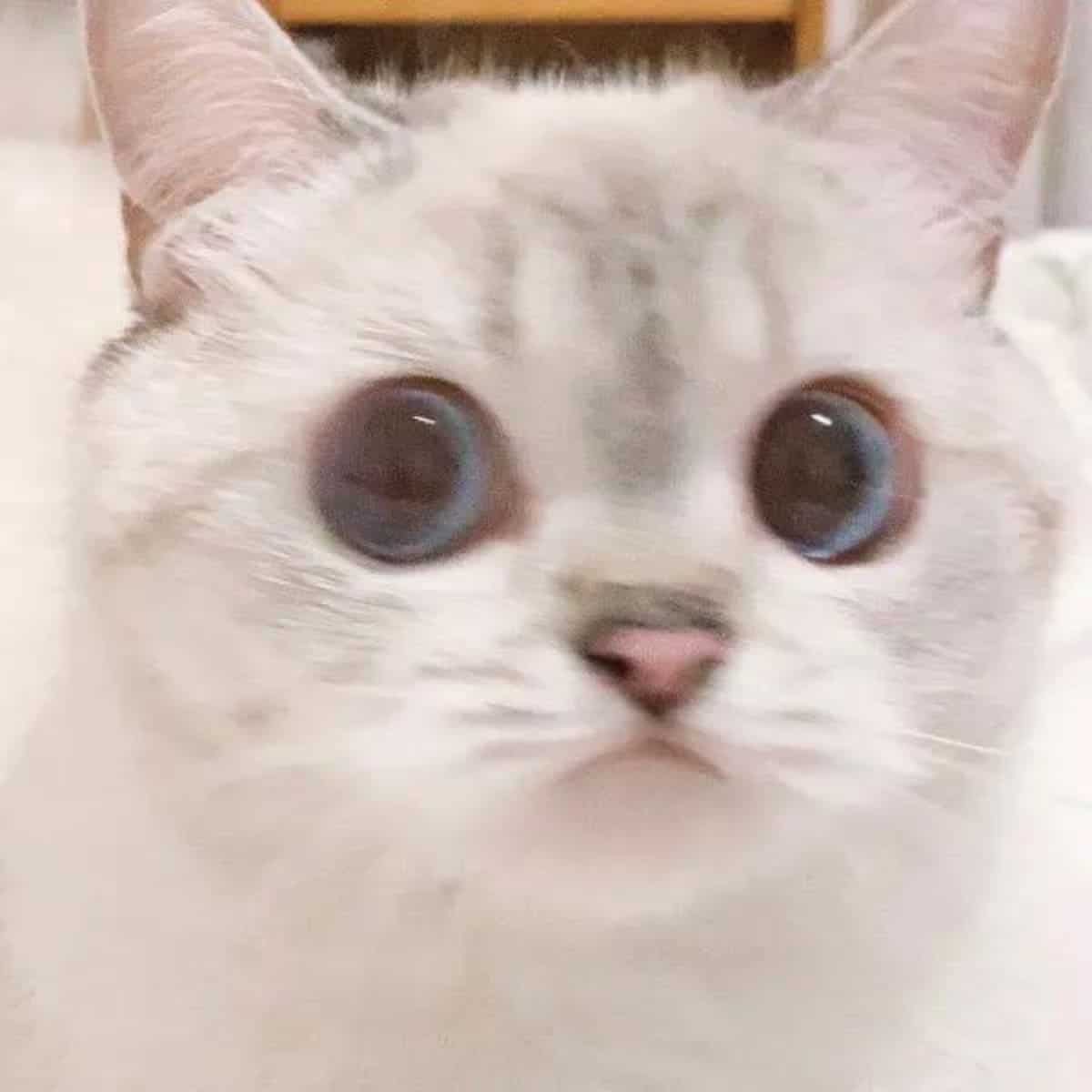 surprised cat nana