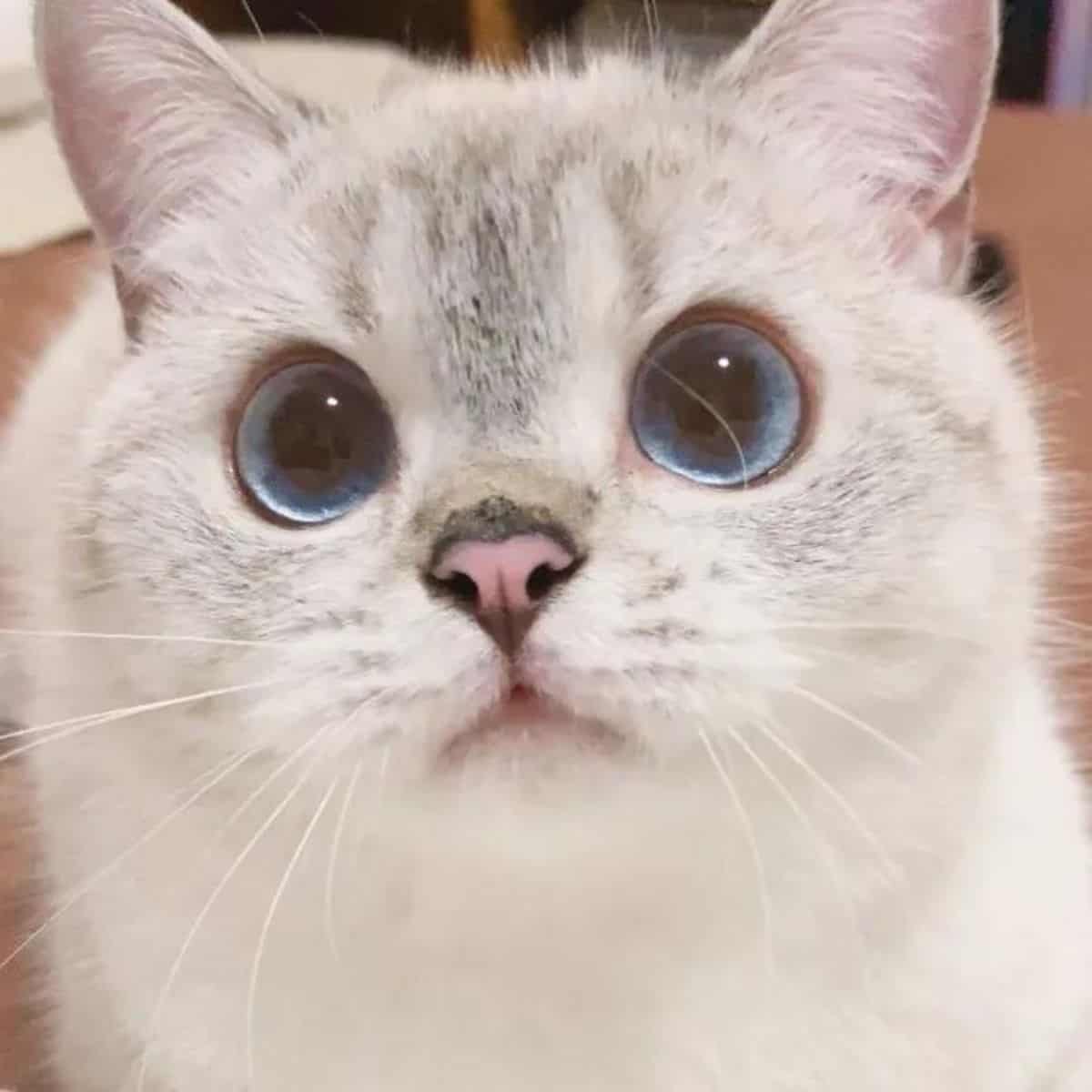 the cat calmly looks closely at the camera