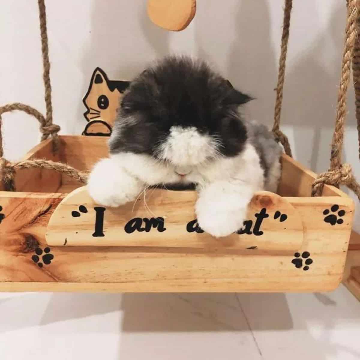 the cat enjoys your swing
