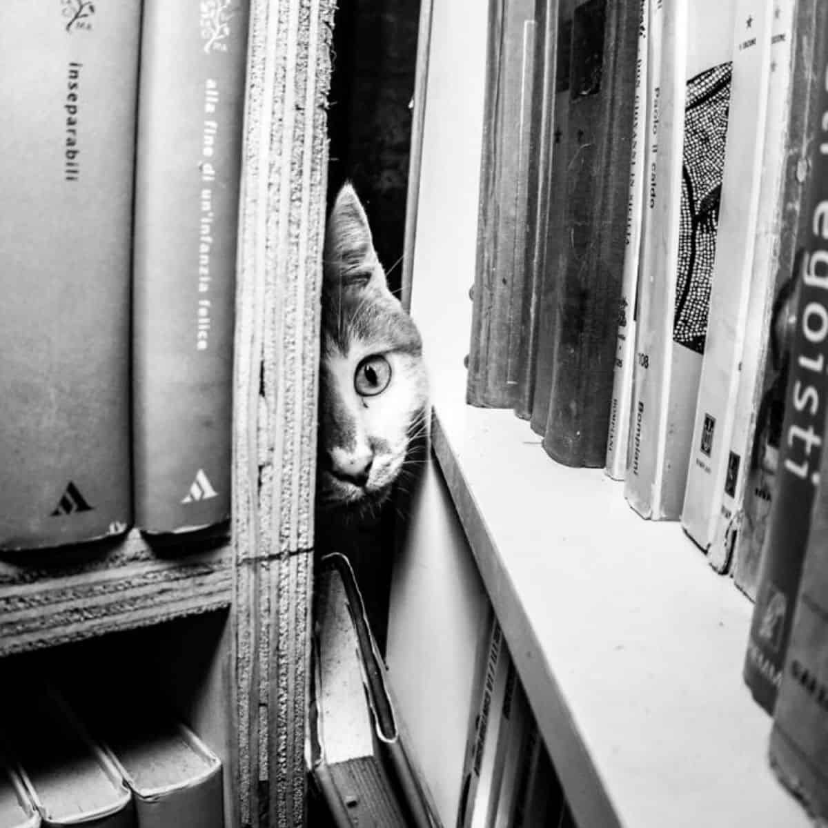 the cat hides behind the books