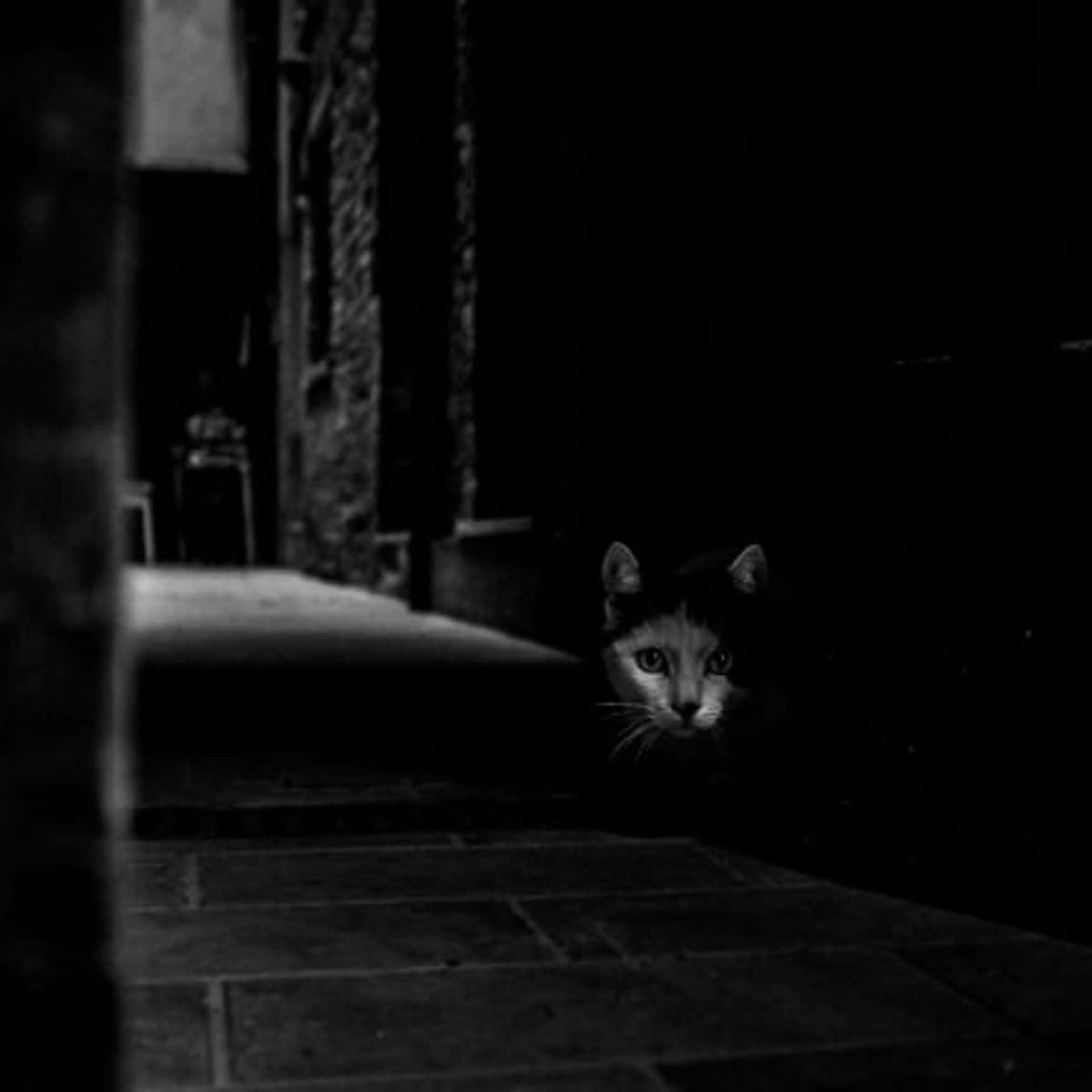the cat is hiding in the dark on the street