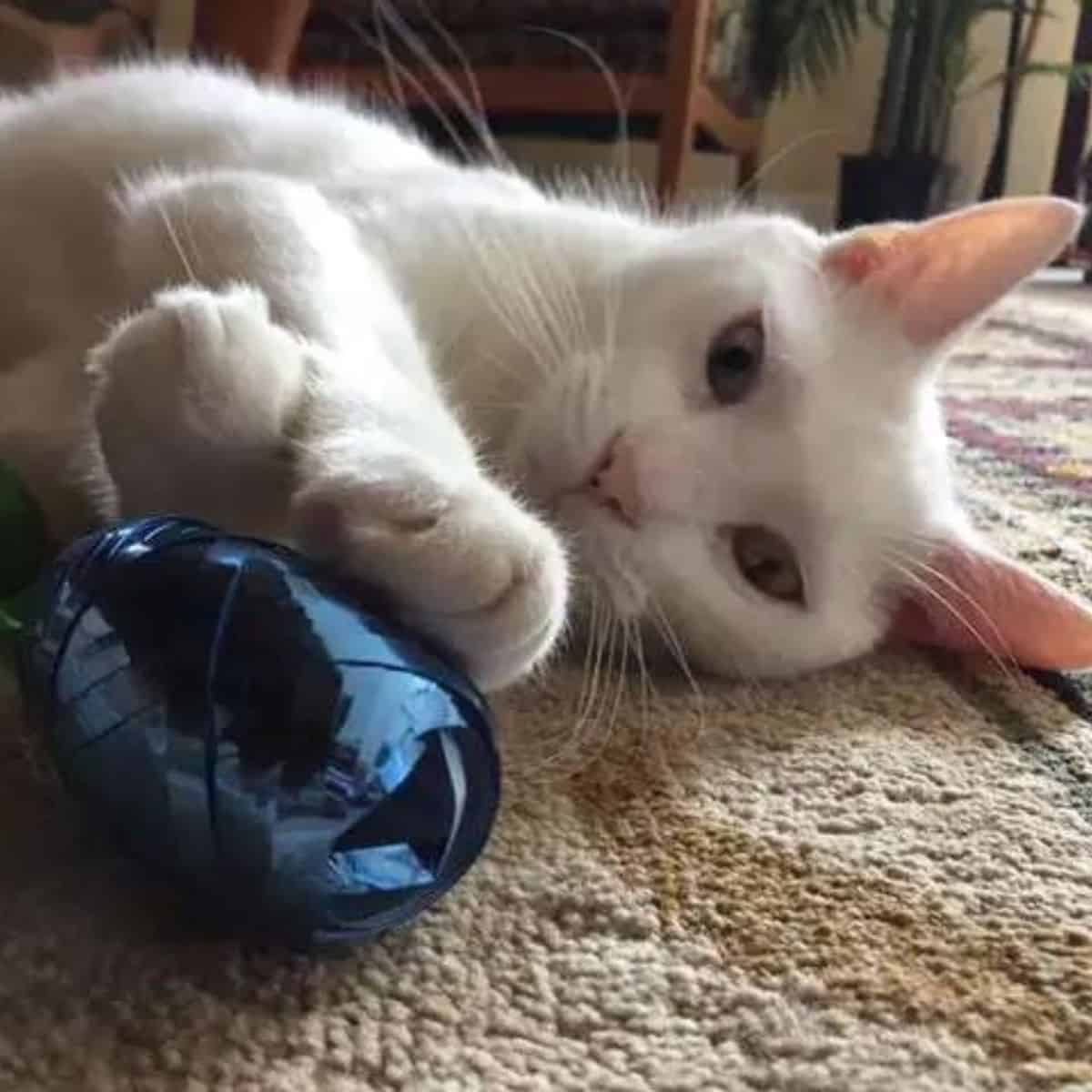 the cat is lying on the floor and playing with a ball