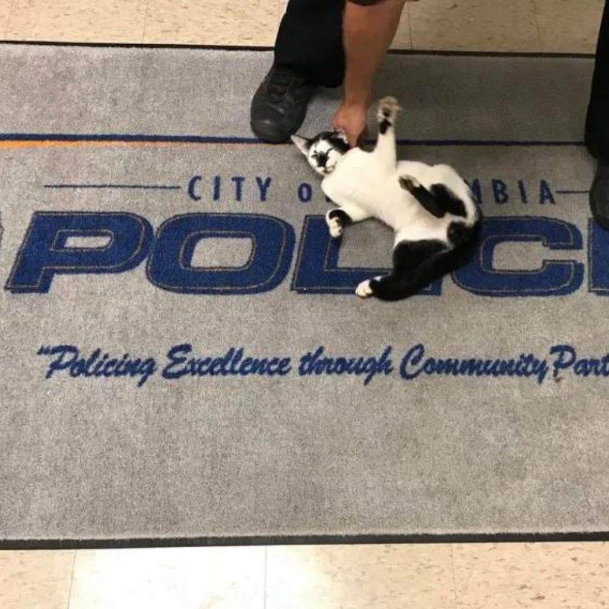 the cat is lying on the police carpet while the policeman is petting it