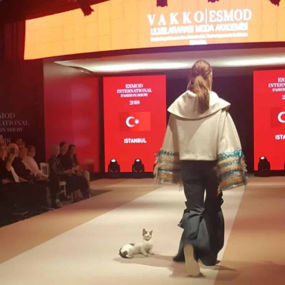 the cat lay down on the floor and watches a fashion show