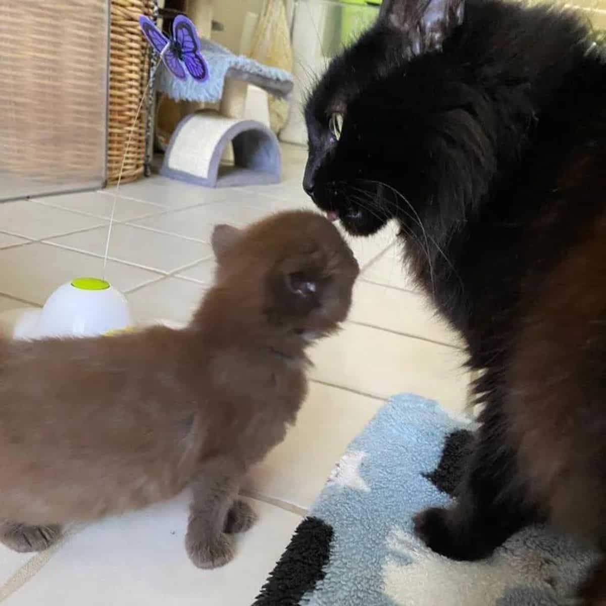 the cat licks its cute kitten
