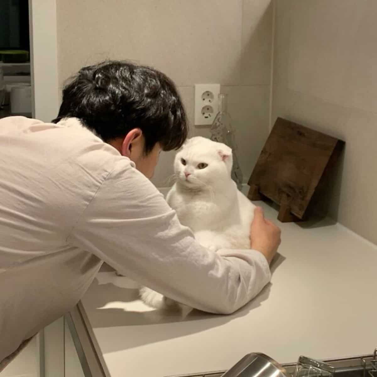 the cat looks at the owner while petting it