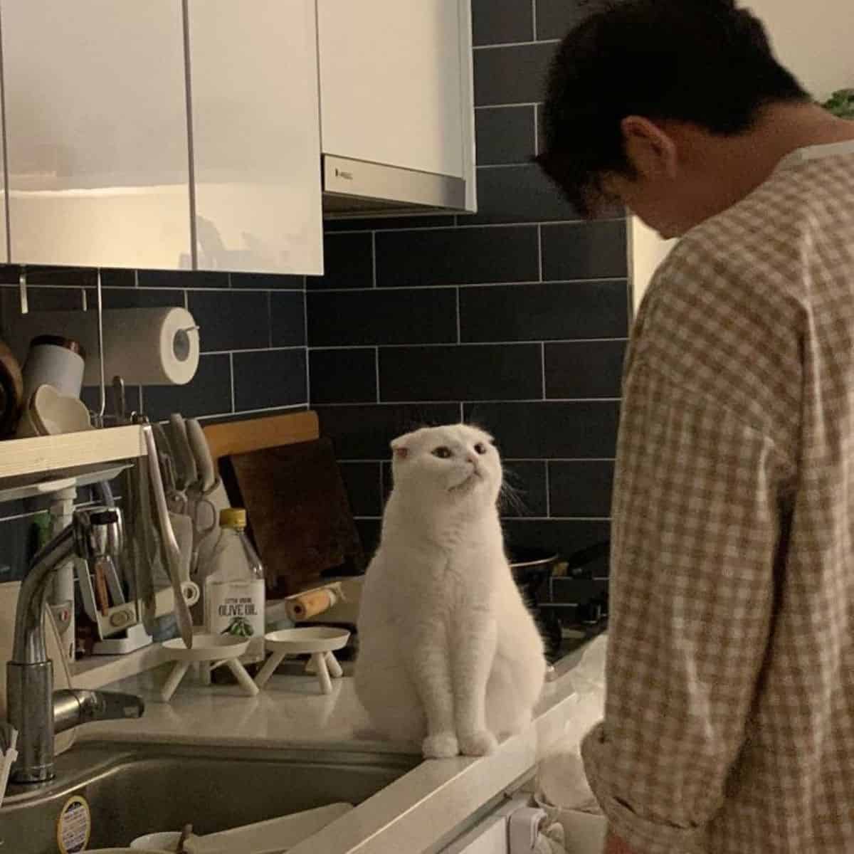 the cat sits confusedly on the sink and looks at the man
